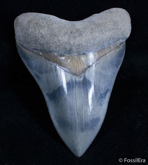 authentic megalodon tooth for sale